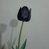 blacktulip16