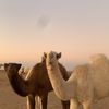 ﮼الدوسري  ⁵⁰² ☤.“