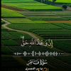 shawesh.ali