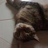 valen_cat05