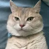 gatocuha