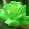 خۆشناو