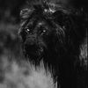 .alpha.105
