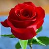huma.saleem04