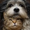 Emotions Of Animals