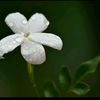 jasmine8e