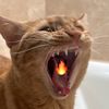justacatbutler