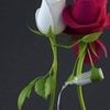 user1098435412815
