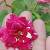 gule.rash332