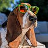 Norman Bunz the Basset