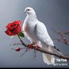 user21503305159271