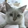 have.a.lil.kitty