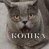_dianaobezyana_