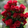 hanif.ahmed6805