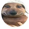 dokhoasibidi