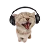 kyllecimafranca