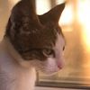 catofdonny