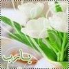 huda.taha61