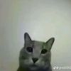 zoinkuk
