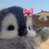 cookiesrabbit