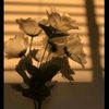 ayeshashah._5