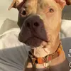 sandypitbull