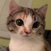 bella_biscuit_baker