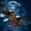 النسر الذهبي 🦅