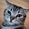 バウバウ