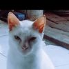 ahza.333