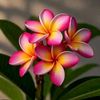 adira.islam36