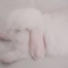 himekajibunnie