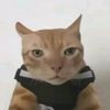 notmitta_yesnowhatwhat