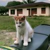 saputra.fajar0