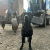 scrapyarddog1