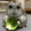 luuducloc