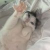 catgr1kdaily