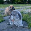 honey & taro 🐰❤️
