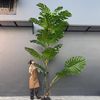 Big Tree 97