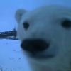 amiberbecauseimabear