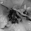 coccinelleac