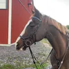 haley234sj
