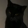 vronzzskie
