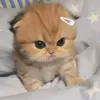 kieuuvawntruongg