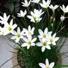 siham.hasson