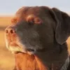 flipaclipfix