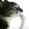 dimalipton