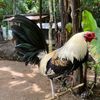 Triple J game fowl