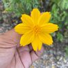 bungamatahari1_1