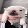 sammzy_z